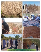 بازدید و پایش وضعیت نخلستان ها و باغات پسته  منطقه سمسور شهرستان ایرانشهر