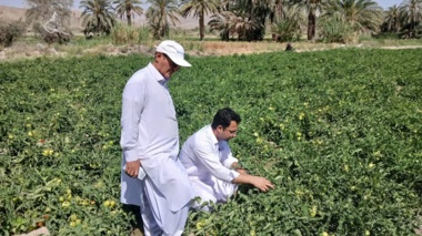 بازدید تخصصی از پروژه تحقیقاتی در مزارع گوجه فرنگی شهرستان ایرانشهر بخش دامن