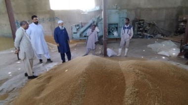 برداشت مزارع بذری گندم در سطح ۱۱ هکتار از ایستگاه تحقیقات کشاورزی بمپور