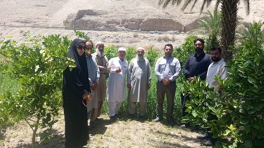 برگزاری روز مزرعه مرکبات و یونجه در شهرستان ایرانشهر