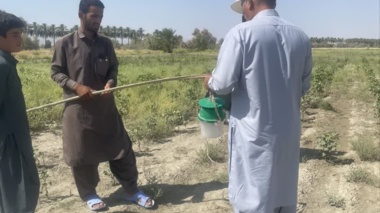 نصب تله‌های فرمونی آفات پنبه در مزارع پنبه منطقه سرکهوران شهرستان ایرانشهر