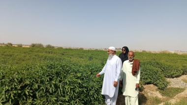 بازدید دکتر خالد میری، رئیس مرکز تحقیقات کشاورزی بلوچستان از مزرعه الگویی چای ترش در منطقه ابتر شهرستان ایرانشهر