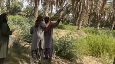 نمونه‌برداری مرحله سوم پس از سمپاشی جهت ارزیابی مدیریت کنه گردآلود خرما