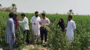 بازدید از مزارع کنجد ایرانشهر دارای علائم پژمردگی